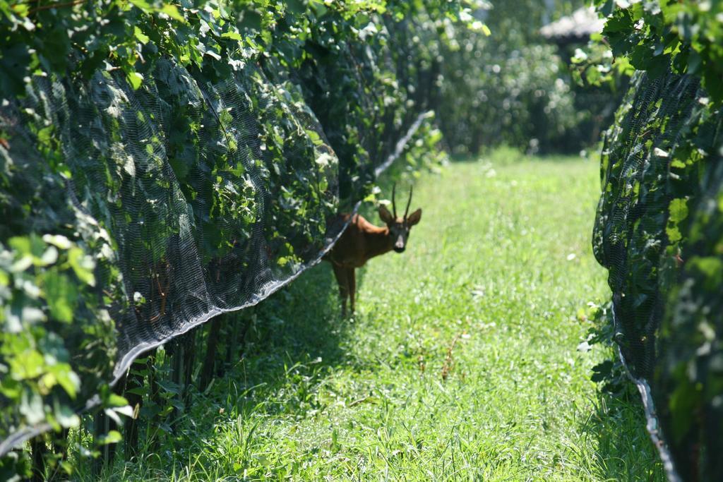 B&B Il Vigneto Melano Bagian luar foto